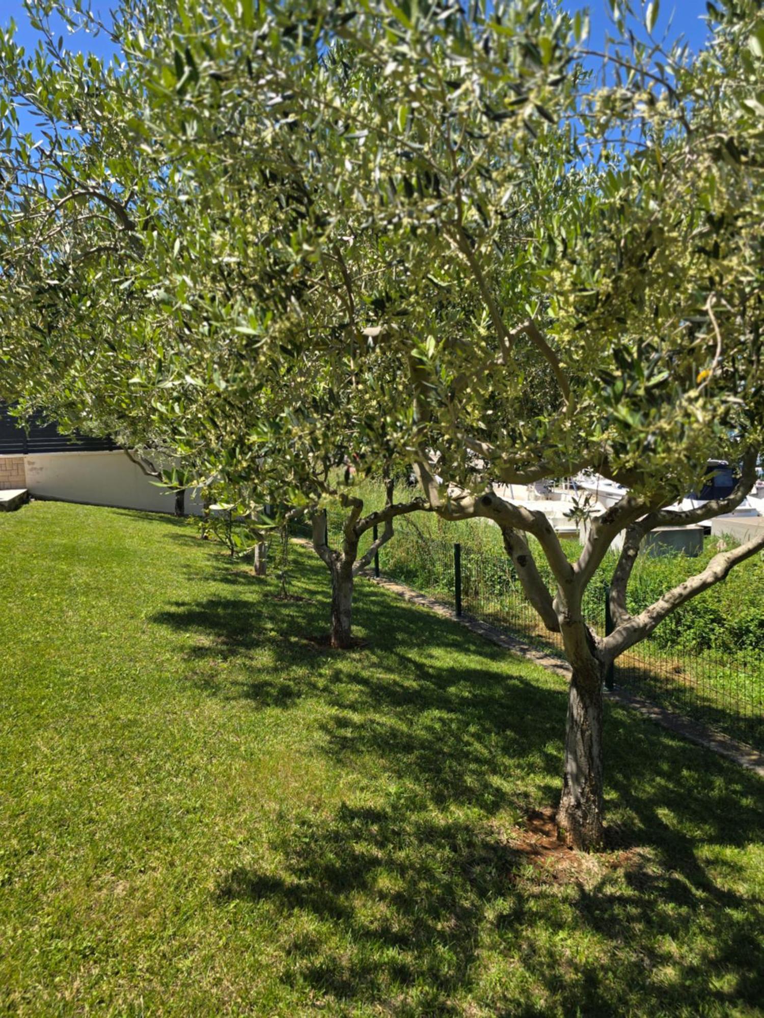 Olive Garden, Apartment With A Private Pool Banjole Exterior photo